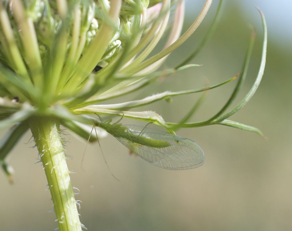 Chrysopidae: Chrysoperla lucasina